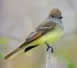 Great-Crested Flycatcher